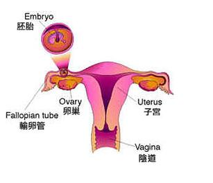 宫外孕和正常怀孕有什么区别?