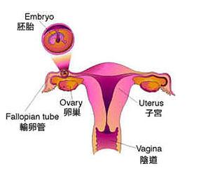 输卵管不通为什么会引起不孕?
