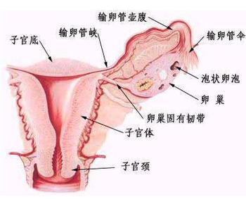 成都棕南医院治疗宫颈炎